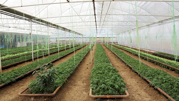 Выращивание овощей в теплицах – бурно развивающееся направление